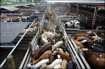 Buyers' pens, Okeechobee Livestock Market. Okeechobee, May 2004.