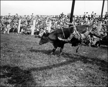 Bull riding at the rodeo: Kissimmee, Florida (1953)