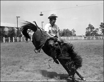 Cowboy rides a wild horse at the Tupperware Jubilee: Orange County, Florida (1955)