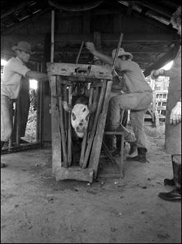 Lloyd McGee, Ronnie Sylvester, and Sarah Childs marking and branding cattle at Buck Island Ranch: Lake Placid, Florida (1984)