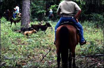 Ronnie Sylvester herding cattle: White Springs, Florida (1984)