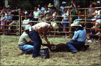 Cowboys branding a cow with paint: White Springs, Florida