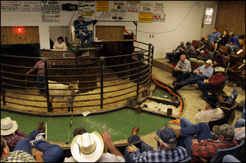 North Florida Livestock Market. Ellisville, January 2009.