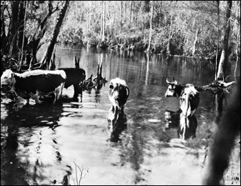 Range cattle at Wakulla Springs