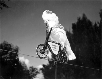 Cockatoo on a "bicycle" at Parrot Jungle: Miami, Florida (196-)