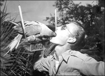 A Parrot sticks its head into the mouth of a Parrot Jungle employee: Miami, Florida (1946)