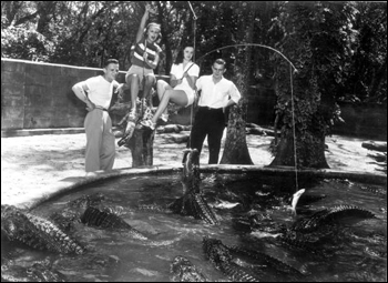 People feeding fish to alligators at an alligator farm: St. Augustine, Florida (1949)