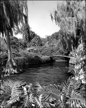 Scenic view of Cypress Gardens: Winter Haven, Florida (19--)