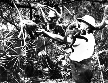 Waldo Sexton with monkeys at McKee Jungle Gardens: Vero Beach, Florida picture (195-)