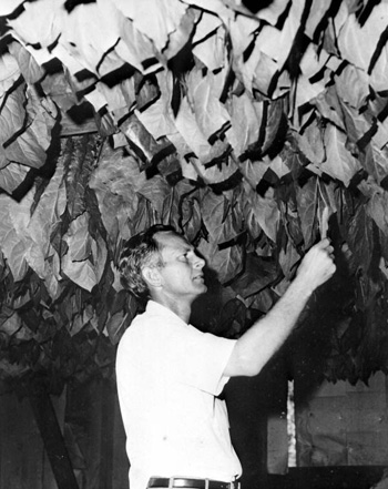 Checking newly hung tobacco in the curing barn: Gadsden County, Florida(196-)