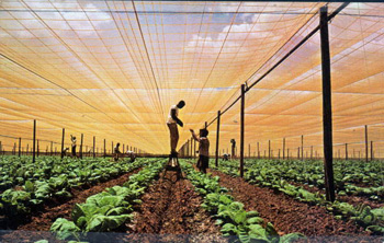 Workers tie up tobacco: Quincy, Florida(1965)