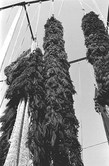 Fishing nets made at Burbank net shop: Fernandina Beach, Florida (1986)