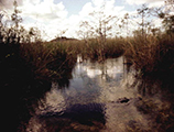 Alligator in the Florida Everglades