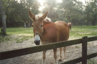 Horse in a Field Now