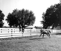 Fence on a Farm Then