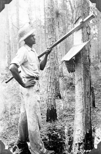 Chipping a tree to make turpentine (193-)