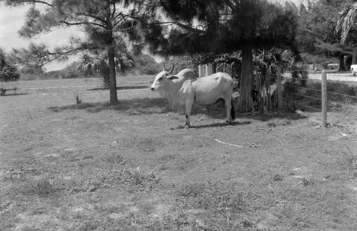 Brahman bull standing next to a fence (circa 1950s).