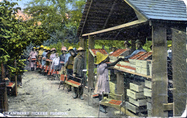 Postcard showing children lining up to turn in the strawberries they have picked (circa 1930s).