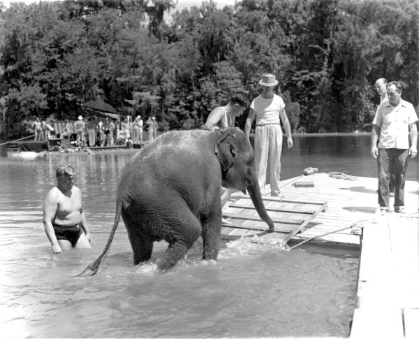 An elephant exits the water at Wakulla Springs as park manager Newt Perry looks on. The cameramen's 