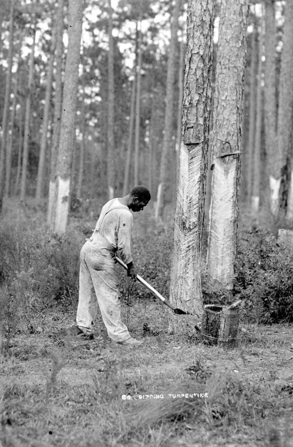 A worker collects sap drained from a pine tree to distill into spirits of turpentine (ca. 1900).