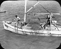 Man gathering oysters - Apalachicola, Florida.