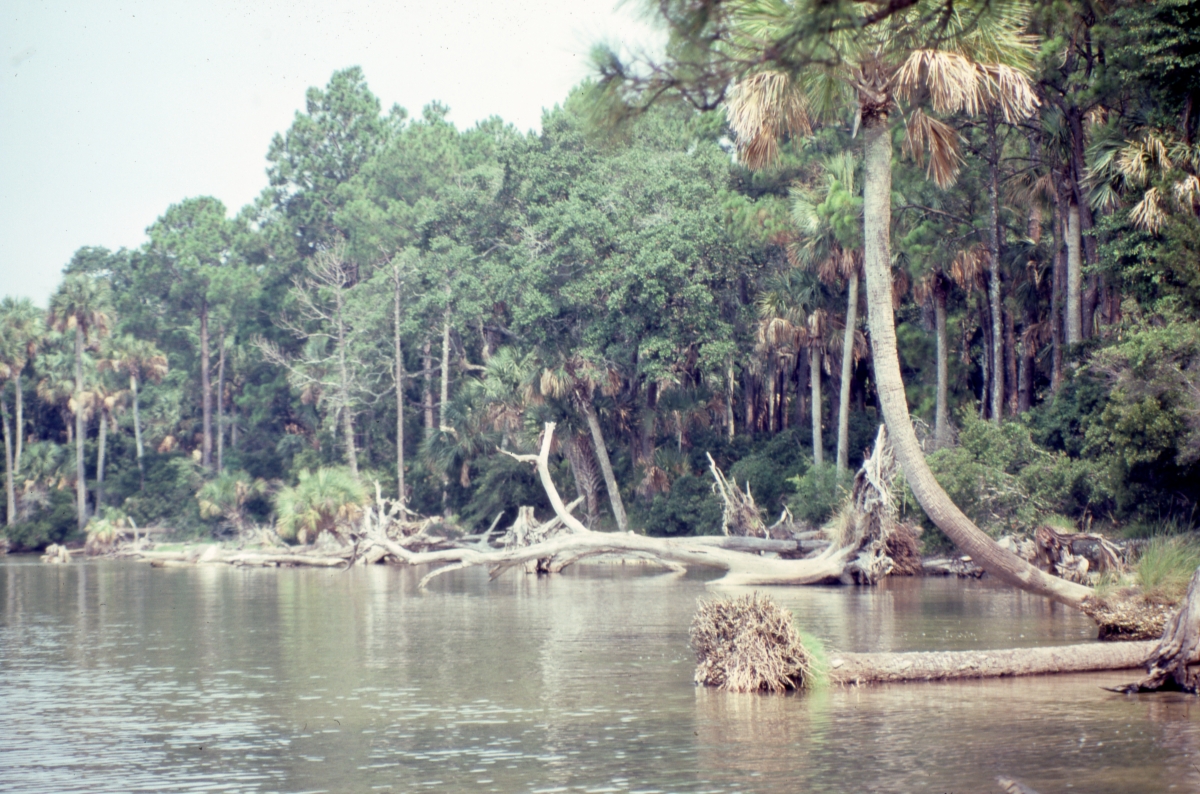 View of one of the inlets on St. Vincent Island (1983).