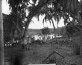 Beekeeper's hives on the Saint Johns River