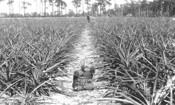 Pineapple field in Winter Haven (Between 1880 and 1900)