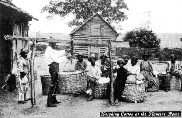 Weighing cotton at the planter's home, Jefferson County, Florida (c. 1911)