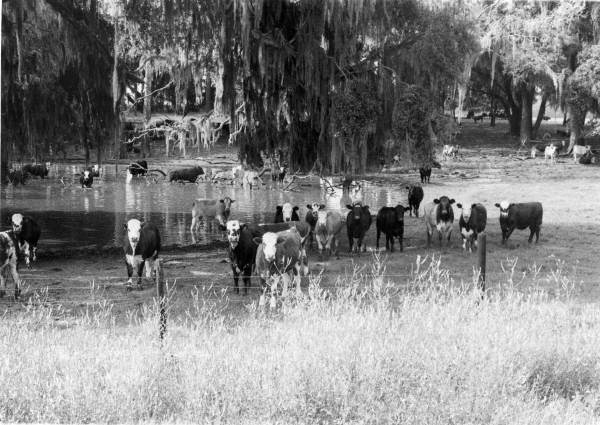 Fenced cattle in Central Florida (circa 1960s).