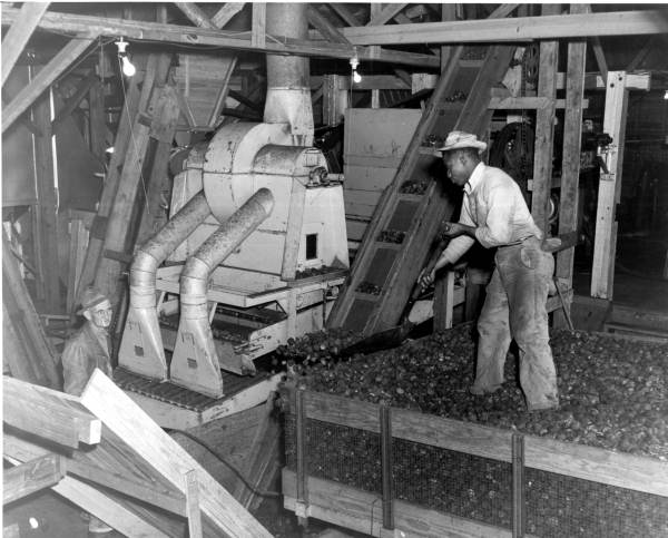 A worker feeds tung nuts into a machine inside a tung oil plant in Tallahassee. A single plant could purchase as much as 400 tons of tung nuts in a single day (1949).