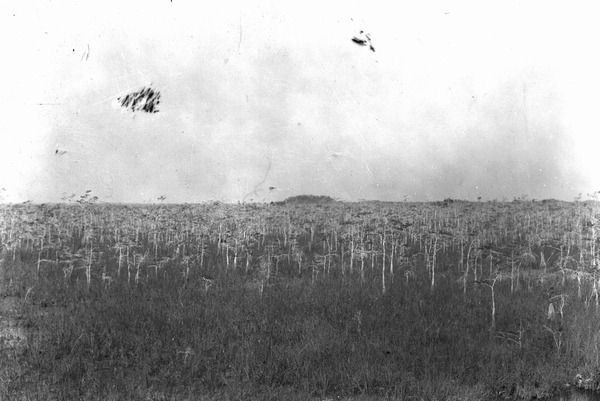 A stand of dwarf cypress trees in the southern part of the Everglades, southwest of Royal Palm Hammock in Dade County (1925).