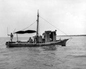 Apalachicola Fish and Oyster Company workers tonging for oysters - Apalachicola, Florida.