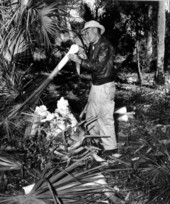 A man harvests swamp cabbage - Homosassa Springs, Florida