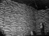 Cattle feed piled up in Kuder Citrus Feed Company's warehouse - Lake Alfred, Florida