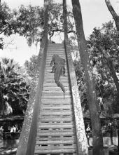 Alligator climbing stairway to sliding board in an alligator farm - St. Augustine, Florida