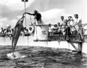 Dolphins performing to the delight of the tourists - Marineland, Florida