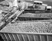 Dump trucks bring citrus fruit to Minute Maid frozen juice plant - Apopka, Florida.