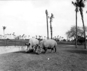 Rhinoceroses at Busch Gardens - Tampa, Florida