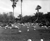 Flocks of flamingos at Busch Gardens - Tampa, Florida