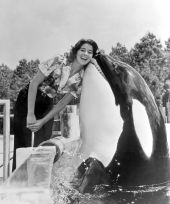 Killer whale Shamu "kisses" a woman in Sea World - Orlando, Florida.