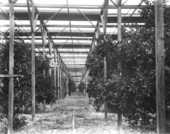 Interior view of Stetson's slat shack protecting his citrus grove