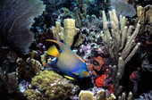 Queen angelfish by French Reef at the John Pennekamp Coral Reef State Park