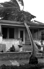 Coconut tree knocked over on to house on Whitehead St., Key West, FL..