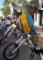 Guard macaw at Key West 2006 Poker Run..