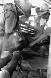 Terry Myers and Ronnie Sylvester castrating, marking, and branding cattle at Buck Island Ranch- Lake Placid, Florida