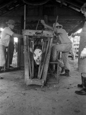 Lloyd McGee, Ronnie Sylvester, and Sarah Childs marking and branding cattle at Buck Island Ranch- Lake Placid, Florida