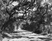 Houston Avenue, leading up to Kingsley Plantation State Park - Jacksonville, Florida.