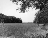 Former rice field at Fort George Island- Jacksonville, Florida .