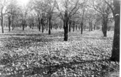 Damage to an orange grove because of cold - Bartow, Florida.